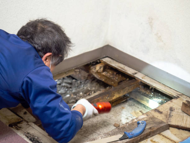Certified Mold Removal in Carthage, TX