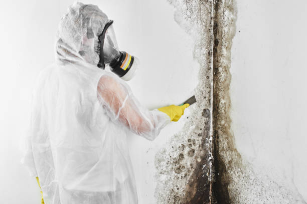Best Residential Mold Removal  in Carthage, TX
