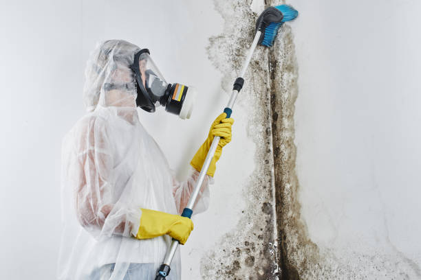 Best Mold Testing  in Carthage, TX