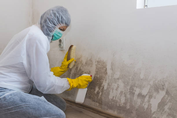 Best Certified Mold Removal  in Carthage, TX