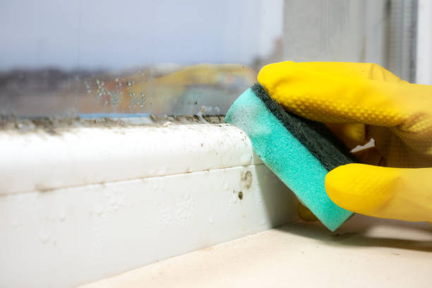 Best Professional Mold Removal  in Carthage, TX