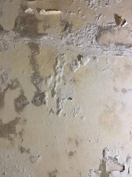 Best Black Mold Removal  in Carthage, TX