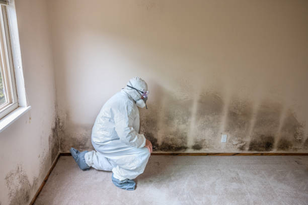 Mold Testing and Removal in Carthage, TX