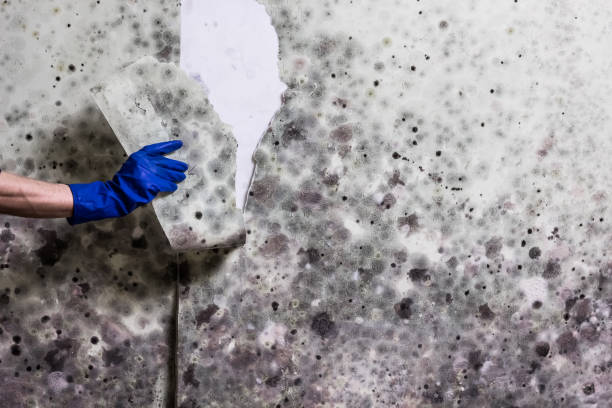 Best Emergency Mold Removal  in Carthage, TX