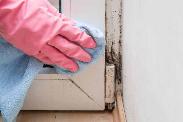 Crawl Space Mold Removal in Carthage, TX